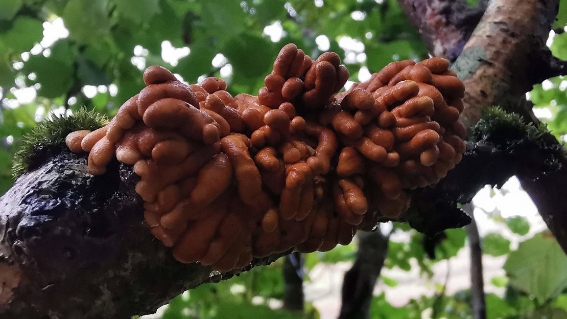 Hazel gloves fungus growing on damp tree branch.