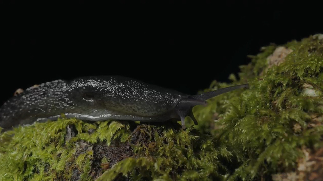 Ash-black slug slithering across moss at night.