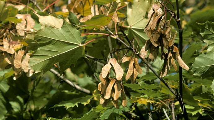 Norway Maple Seeds Samaras (Acer Platanoides)