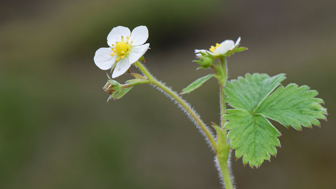 Close up of the white flower of a wild strawberry plant with a bright yellow centre.
