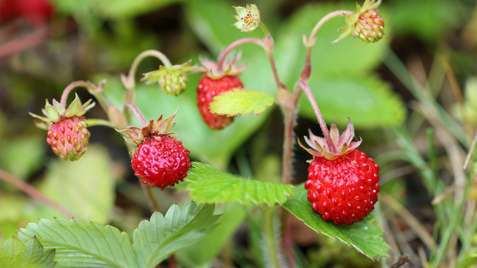 Four bright red, ripe wild strawberries and two tiny green ones hanging from the stems of the plant.