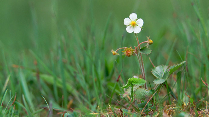 A tiny wild strawberry plant with one white flower and one red fruit standing amongst long grass.