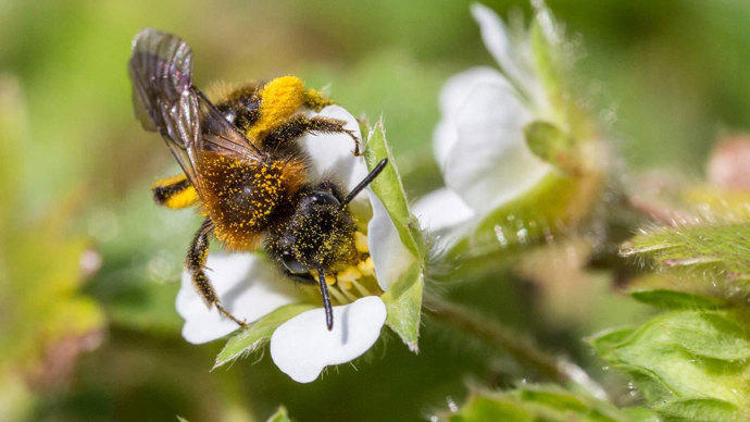 A fluffy little mining bee covered in yellow pollen drinking from a wild strawberry flower.