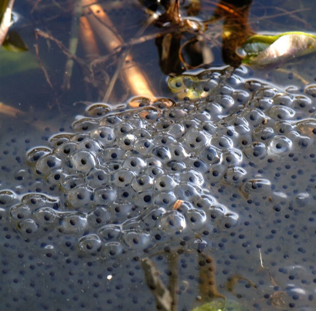 Frogspawn