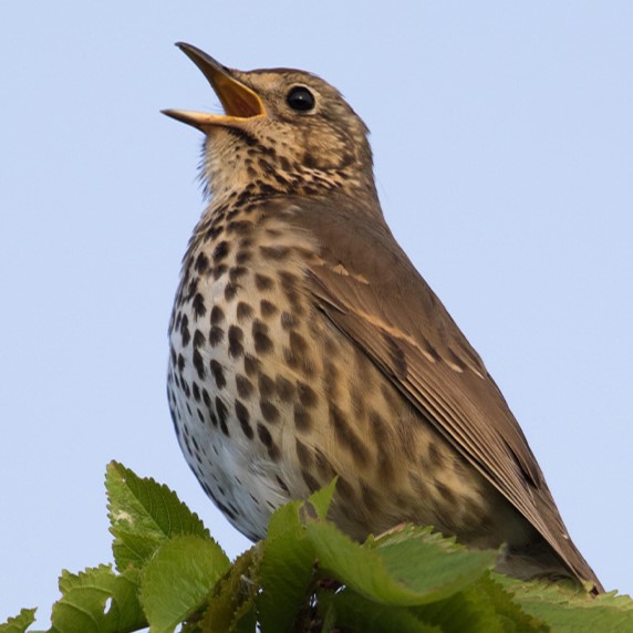 Song thrush