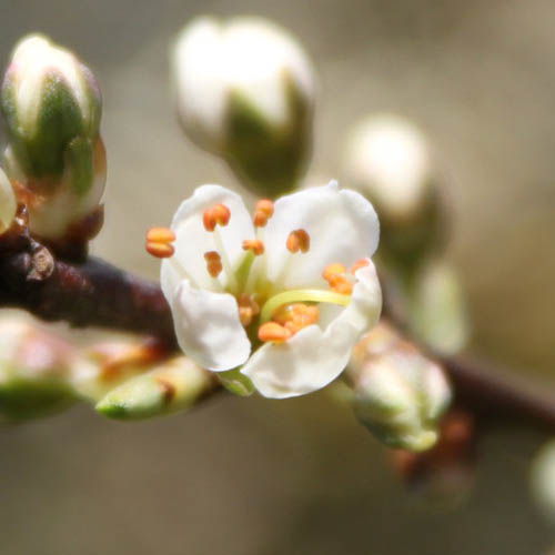 Blackthorn flowering