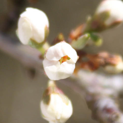 blackthorn flower