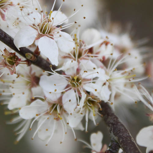 Blackthorn flower