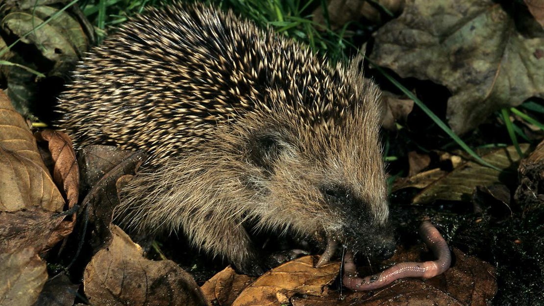 European Hedgehog Eating A Common Earthworm