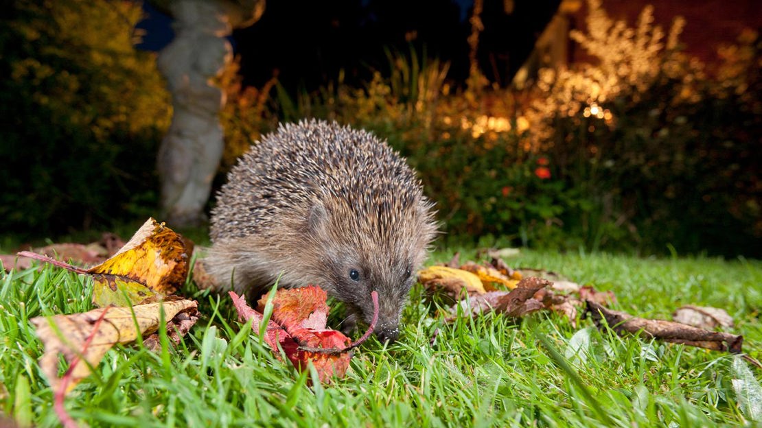 European Hedgehog Adult Feeding On A Garden Lawn At Night