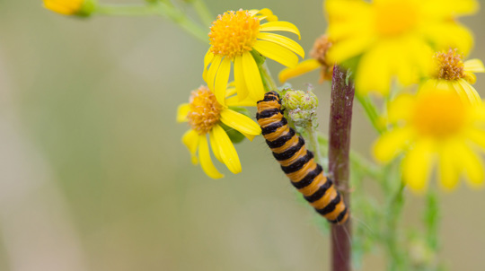 Cinnibar Moth Caterpillar On Groundsel