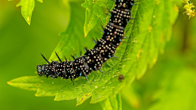 Peacock Butterfly Caterpillar On Stinging Nettle