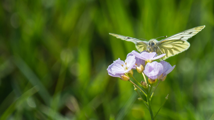 Green Veined White Butterfly Feeding On Cuckoo Flower