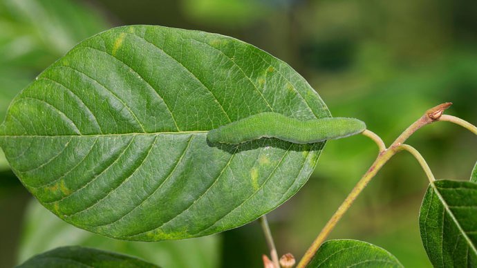 Brimstone Caterpillar On Alder Buckthorn