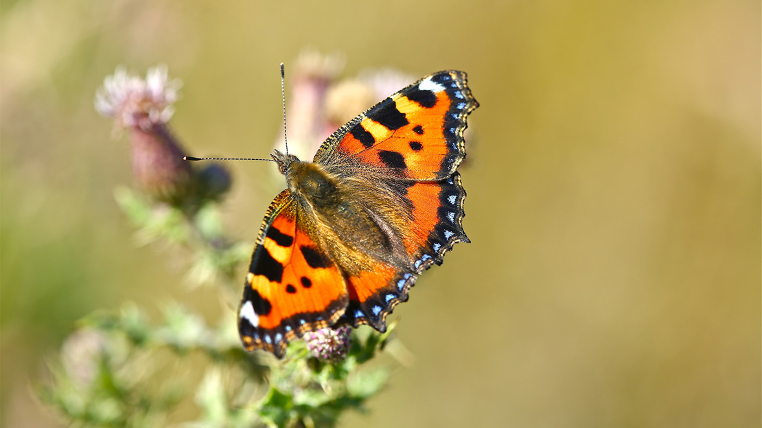 Small Tortoiseshell Butterfly