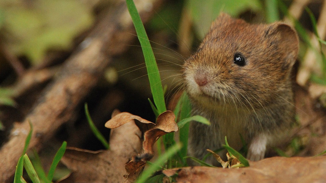 Bank vole showing close up of head
