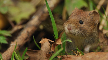 Bank vole showing close up of head