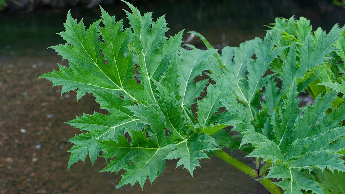 Giant hogweed leaves