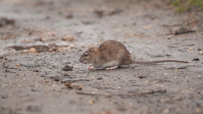 Rat on muddy ground surrounded by scattered seeds.