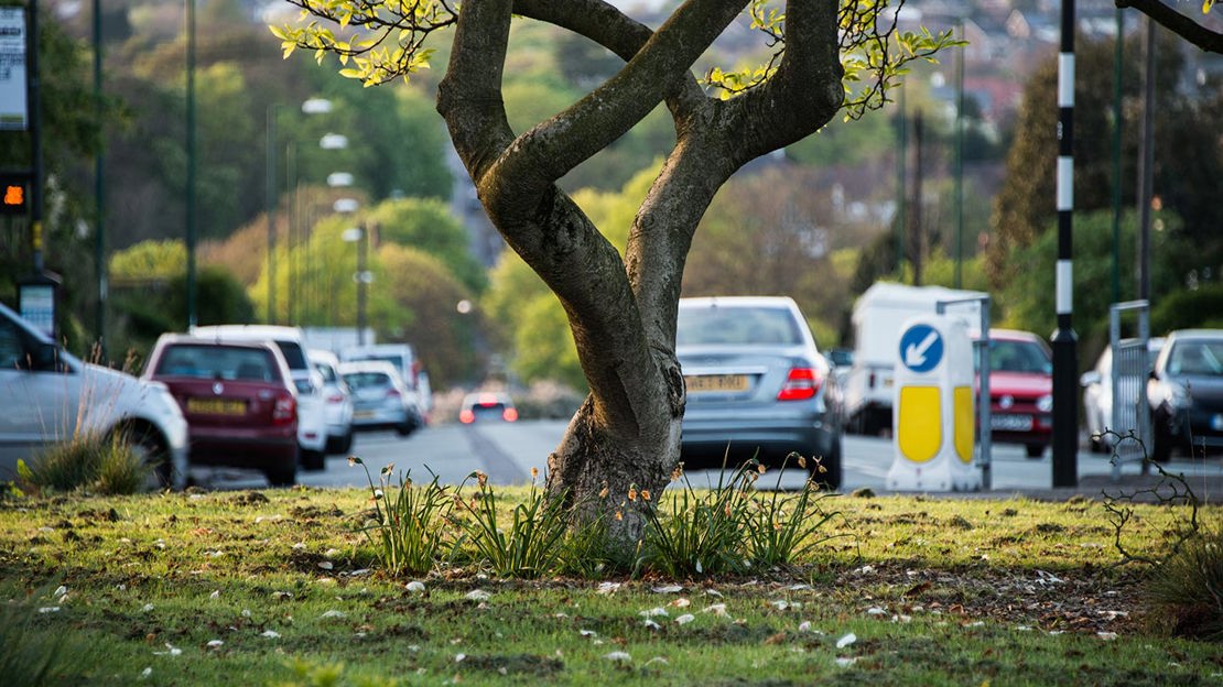 Tree growing in grassy area with a road and cars behind.