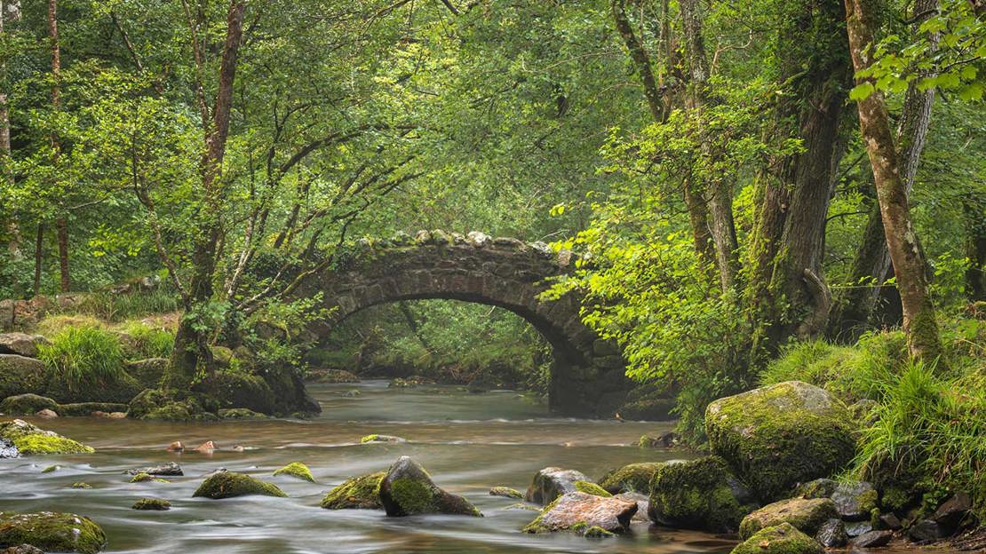 An arched stone bridge over a river at Bovey Valley Woods. It's surrounded by lush, green trees and the flowing water is blurry