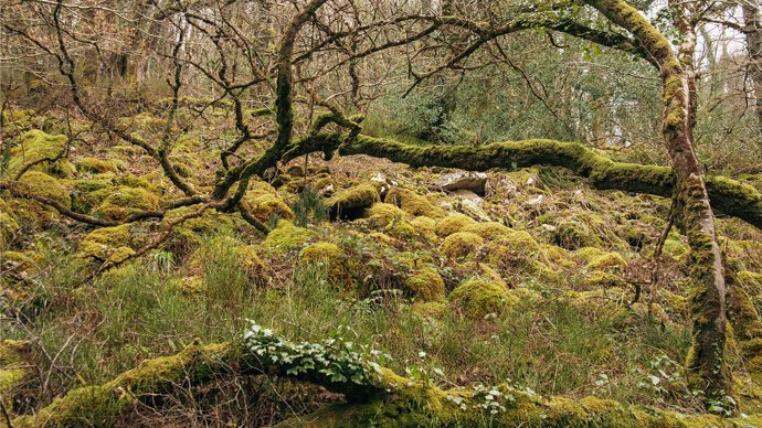 Bryophytes covering rocks and trees