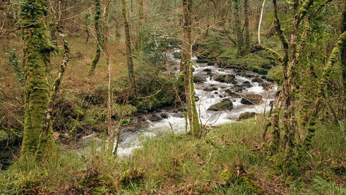 River Dart's tributary flowing along Buckland Wood