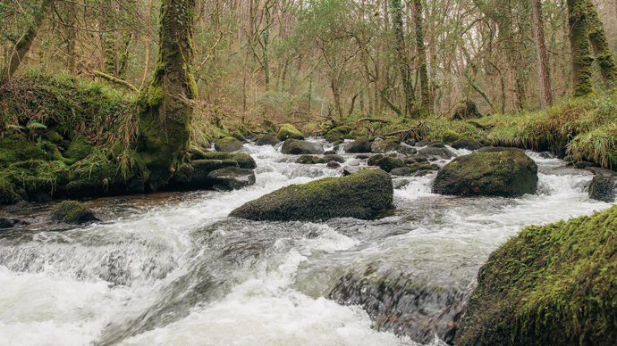 Close up of tributary along Buckland Wood