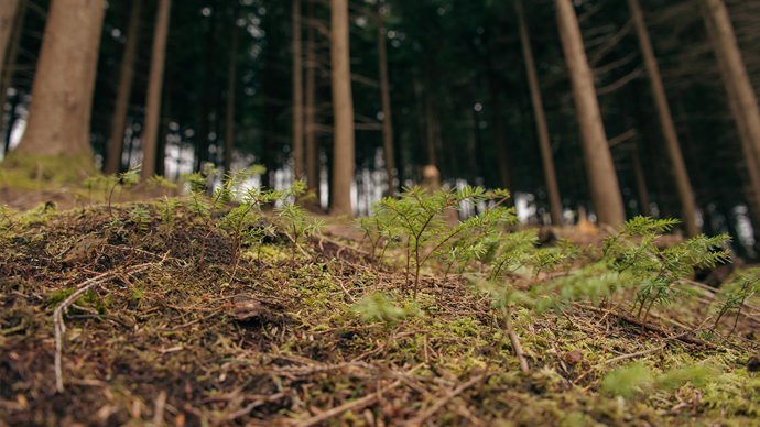 Restoration work at Ausewell Wood