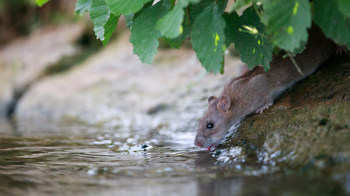 Brown rat drinking from a river