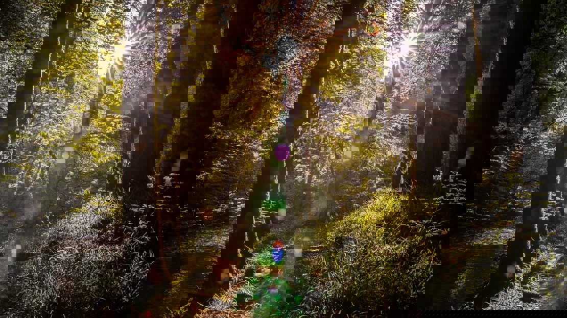 Sunlight between dark tree trunks in a lush green woodland