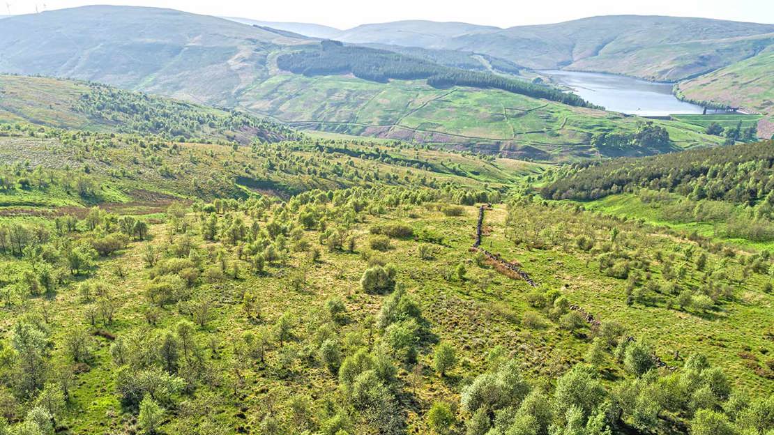 Aerial view of young woodland growing on hilly landscape.