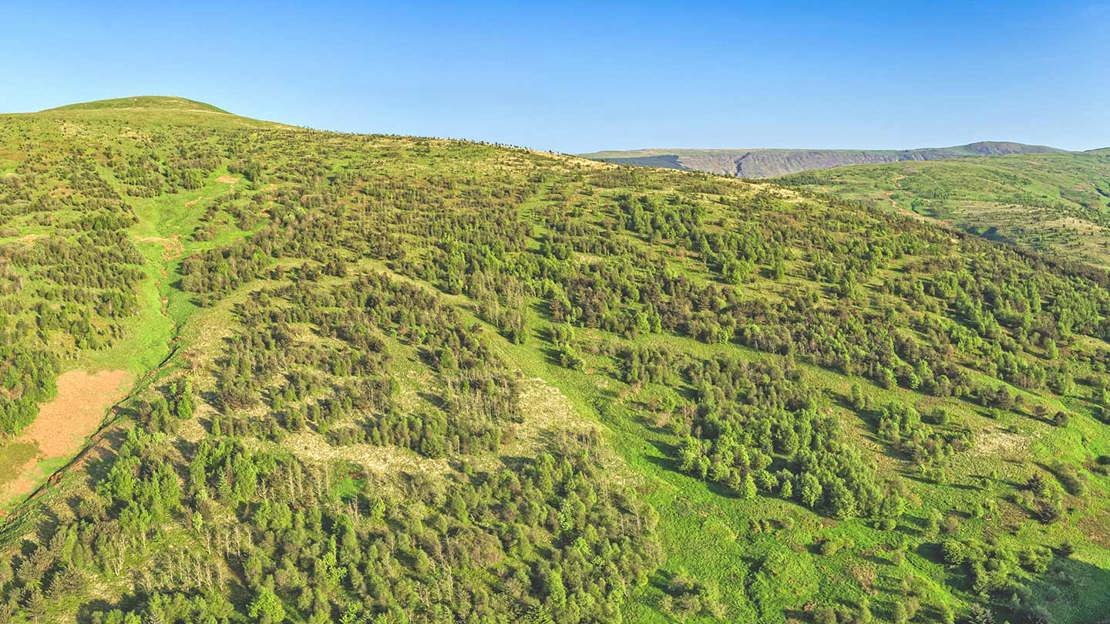 Broadleaf woodland growing on hillside.