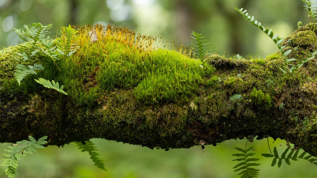 Close up of branch with various mosses and small ferns growing on its surface.