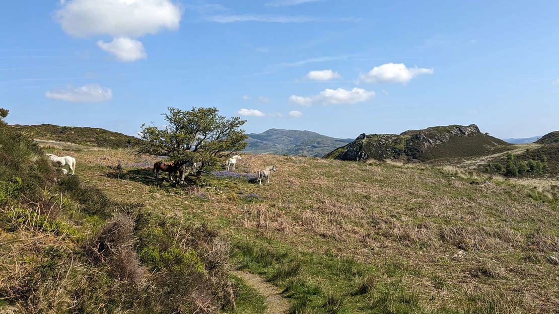 Horses taking shelter beneath lone tree in hilly upland landscape.