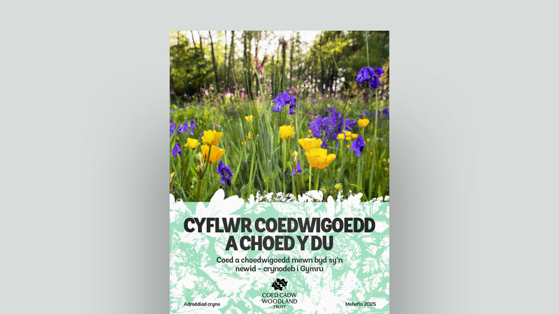 Cyflwr Coedwigoedd A Choed Y DU 2025. Crynodeb I Gymru Document Cover Cyflwr Coedwigoedd A Choed Y DU 2025. Crynodeb I Gymru Document Cover