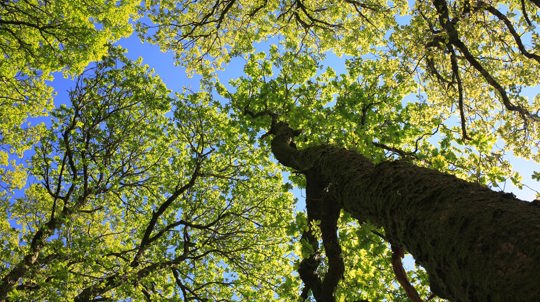Tree canopy