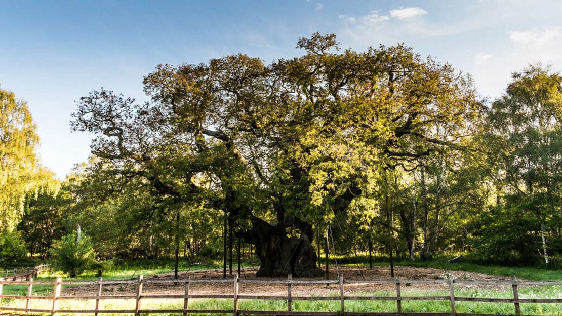 Large oak tree in field with smaller trees behind.