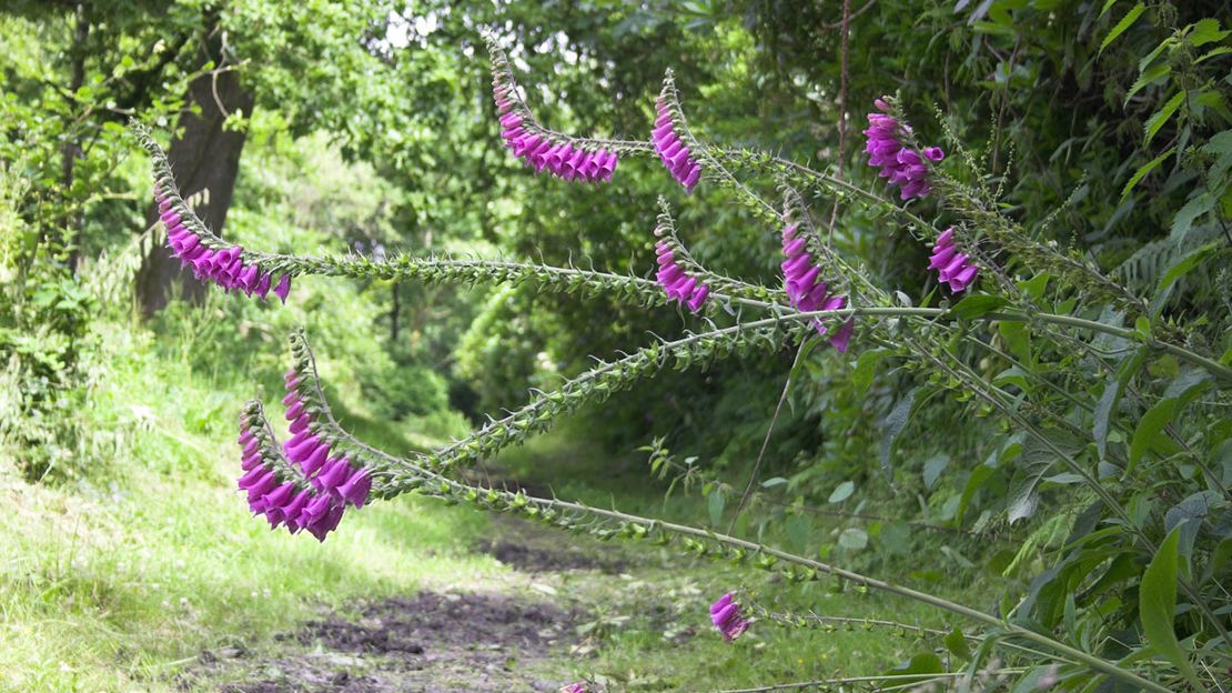 Foxglove flowers hanging over a woodland path.