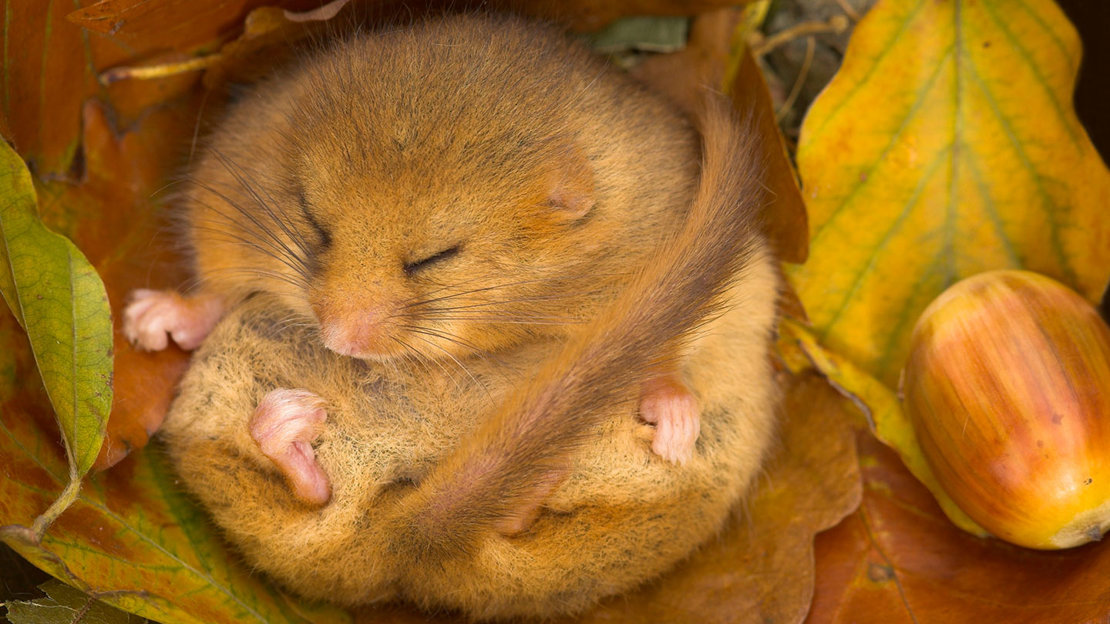 A dormouse sleeping in leaf litter.
