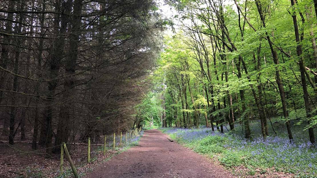 A path through woodland, with dark and shady conifer trees on one side and leafy broadleaved trees and bluebells on the other side.