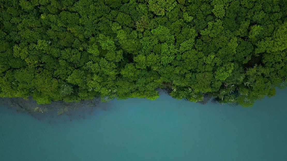 Aerial shot of rainforest trees meeting the ocean.