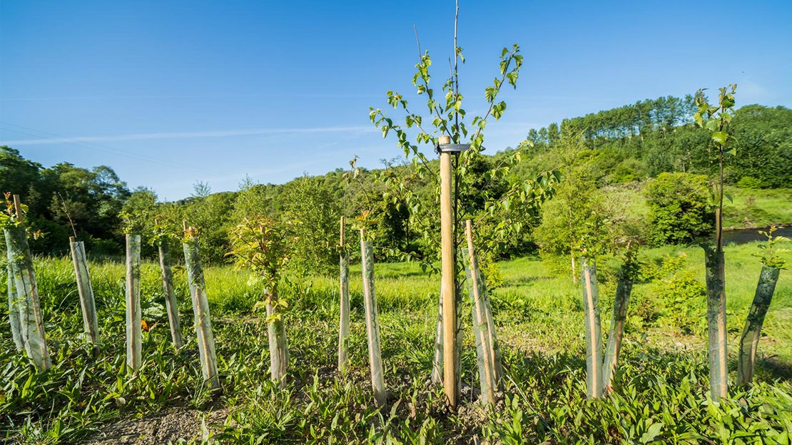 Tree planting at Brackfield Wood in Faughan Valley
