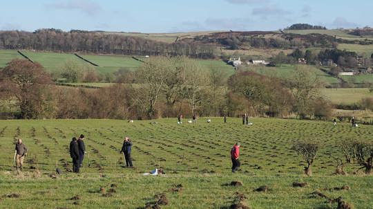 People planting trees in open field.
