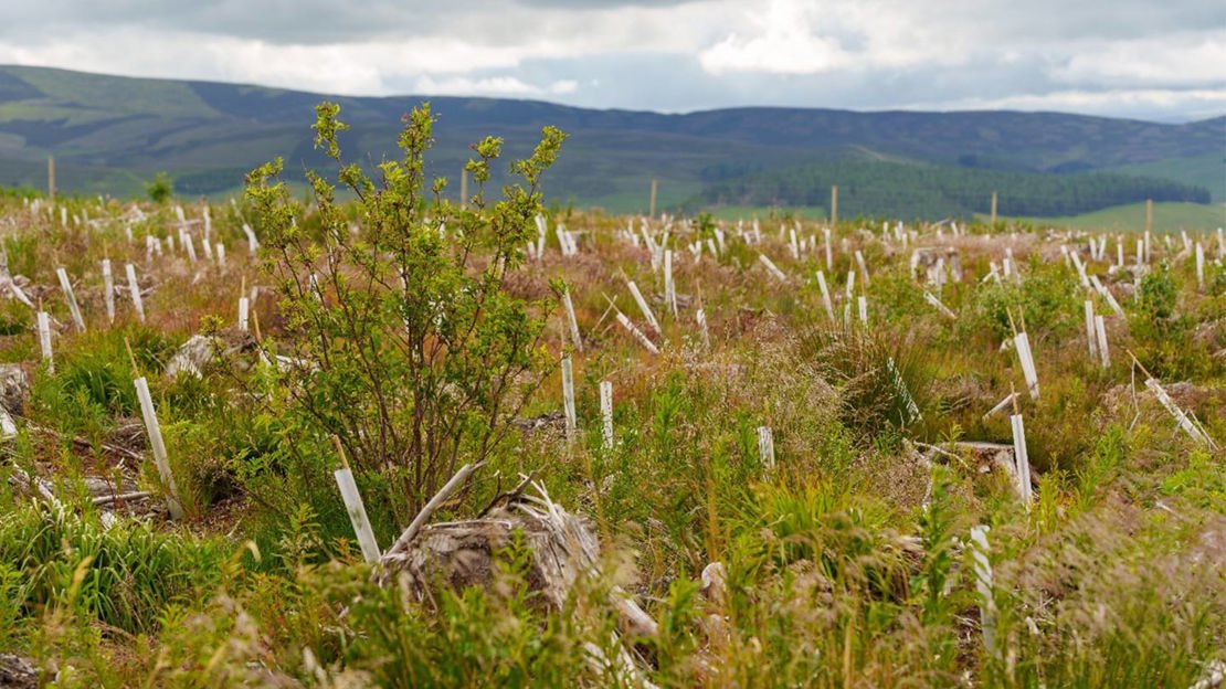 Sapling tree growing in field in upland landscape.