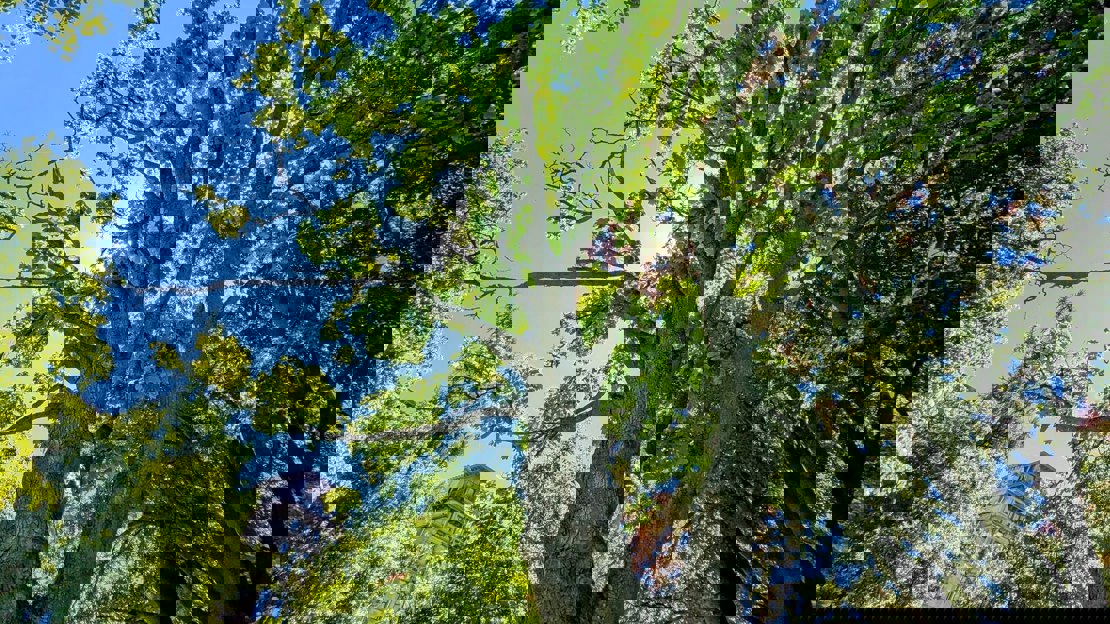 View towards the green leafy canopy of a sycamore tree against a blue sky