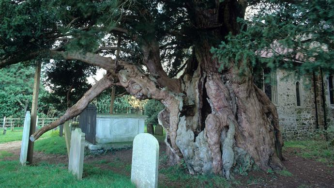 Large trunk of the Crowhurst Yew standing beside gravestones.