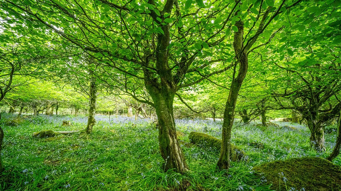 Ancient woodland with bluebells covering the floor Ancient woodland with bluebells covering the floor