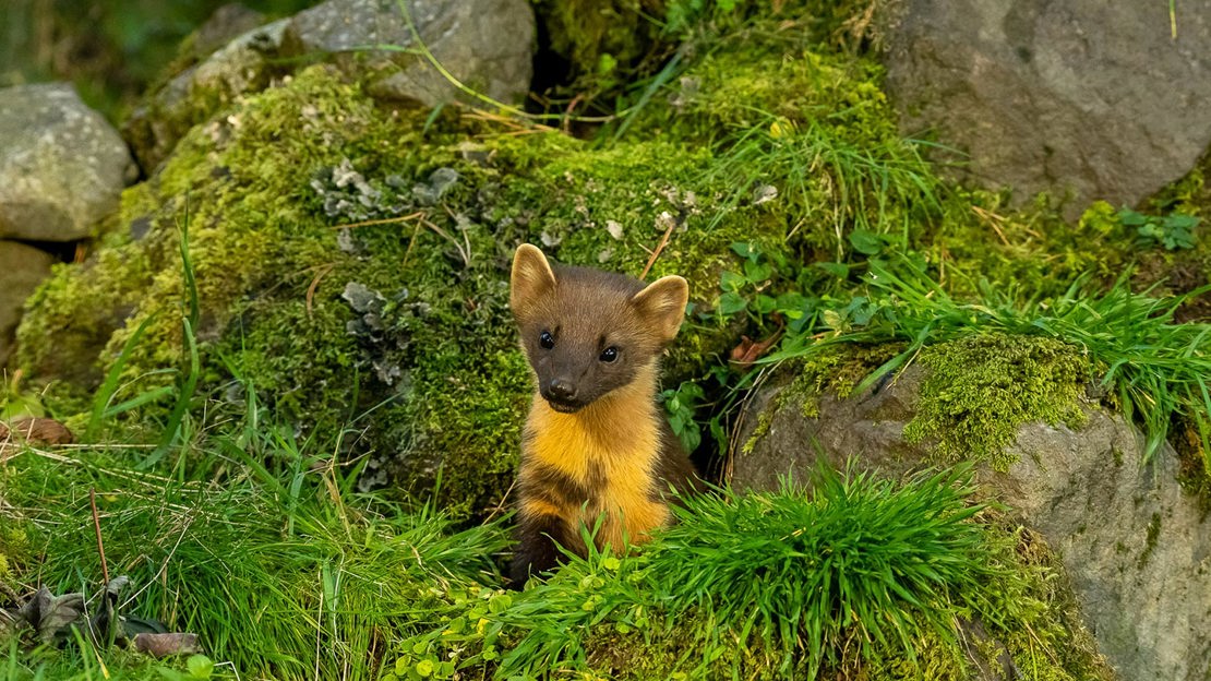 Pine marten in woodland