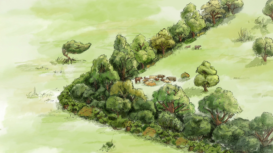 Illustration of a shelterbelt in an otherwise treeless farm field